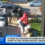 dog walker attack